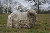 KOMONDOR 088